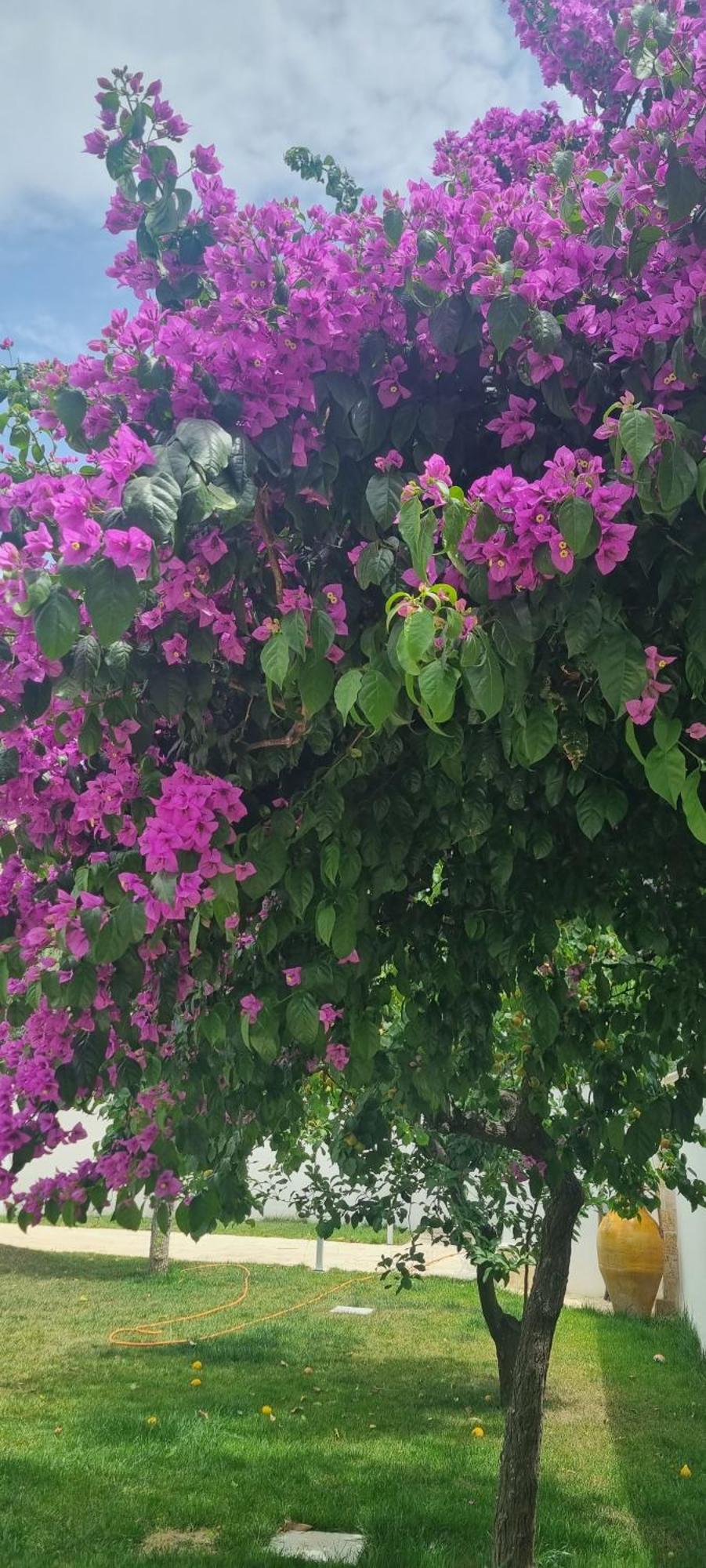 Villa Guajira Bari Exterior foto